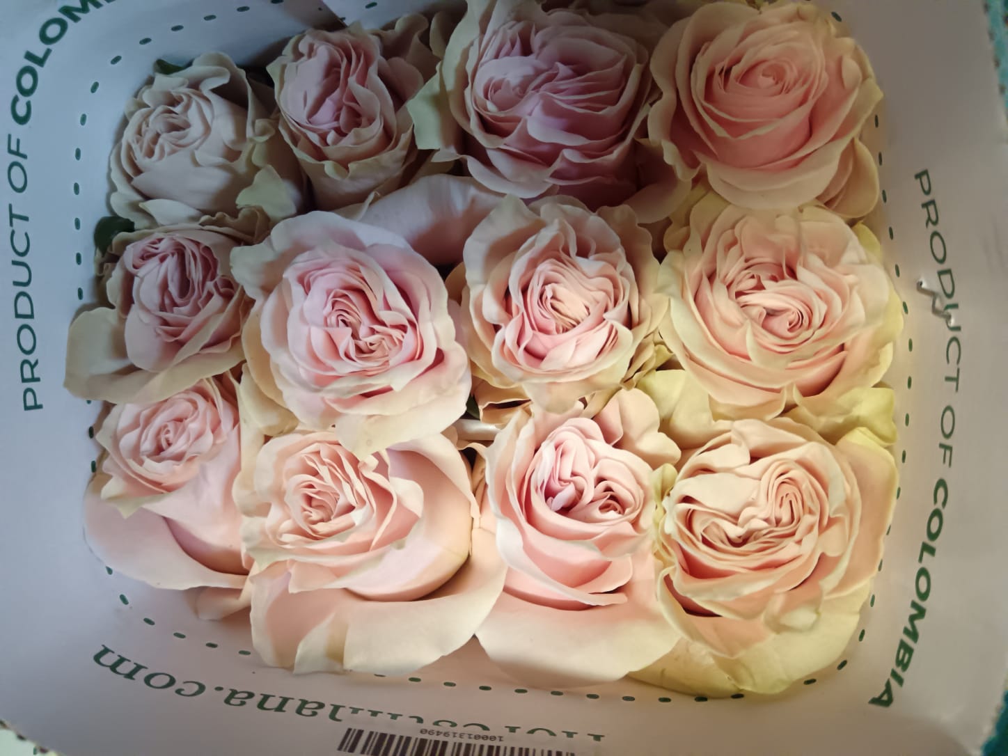 Pink Mondial rose — top view